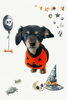 「Dog salon mofu mofu　余市町」