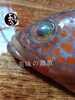 「アコウ入荷致しました
【浜町の海鮮居酒屋 上なり】」