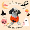「Dog salon mofu mofu　余市町」