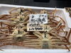 「ハラコ販売中」