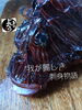 「ミノカサゴ入荷致しました
【浜町の海鮮居酒屋 上なり】」