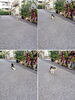 よく来るにゃん「(ΦωΦ) ねこのごあいさつ (=^・^=)　★英会話と体操のコラボ教室（堀切、お花茶屋、綾瀬、亀有、小菅）」