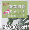 「🪴秋の【観葉植物フェア】開催中💚【越前市/花屋/生花/フラワーアレンジメント/ふるーれ・T】」