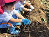 「園のビオトープでお芋掘り！」