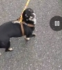 愛犬チワワん「繁殖引退犬トレーニング！身体が触れない！」
