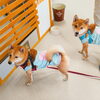 うめ&まるちゃん「今日のお友達」