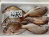 「大祭用掛け魚並んでまーす♤」