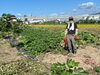 「2024年春野菜の成果は上がったのか　182-1」