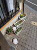 「鉢植え(北九州市八幡西区若葉にある少人数対応安心低価格の直葬.家族葬専門葬儀社です。小倉にも会館がございます。また、ご自宅よりお送りするお手伝いもしております)」