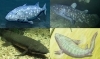 人間の祖先は「魚」?「我々人間の先祖は魚?人は海から来たのでしょうか…?今日は血液と海水の意外な関係です。」