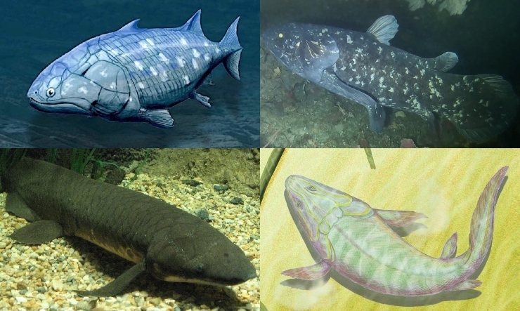 人間の祖先は「魚」?「我々人間の先祖は魚?人は海から来たのでしょうか…?今日は血液と海水の意外な関係です。」