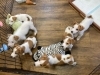 「６匹兄弟のジャックラッセルテリア🐶」