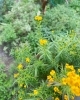 はなもかわいい葉もかわいい！「ハーブの花」