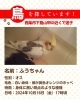 迷子のオカメインコを探しています【西条市下島山甲