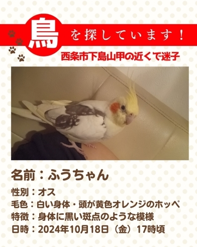 迷子のオカメインコを探しています【西条市下島山甲】 | まいぷれ新居浜・西条お助け情報部のニュース | まいぷれ[西条市]