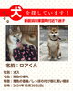 「迷い犬を探しています【新居浜市東雲町付近】」
