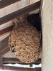 立派な巣が出来ていました😱「害虫駆除！ハチの巣駆除など危険な作業もベンリー福山東にお任せ😉👍」