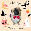 「Dog salon mofu mofu　余市町」