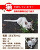 「迷い猫を探しています【西条市飯岡】」