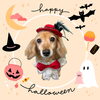「Dog salon mofu mofu　余市町」