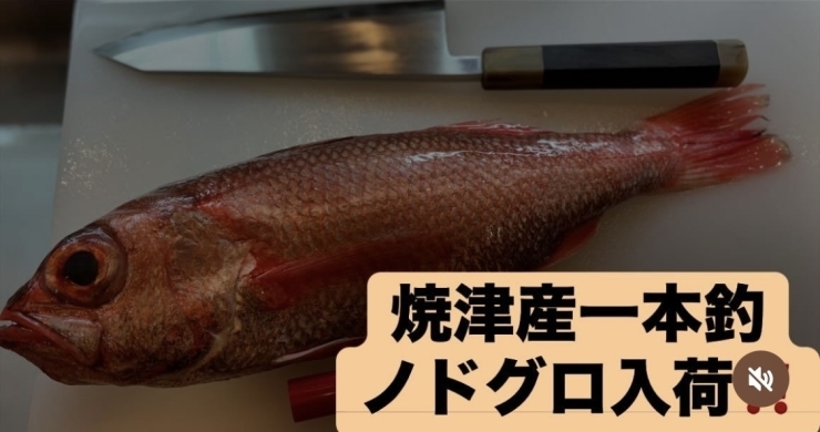 「焼津産一本釣りノドグロ入荷🐟」