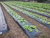 みんな立派に育ちそうな予感！「冬野菜がすくすくと成長中 - 一貫洞 障がい者就労継続支援B型事業所」