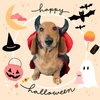 「Dog salon mofu mofu　余市町」