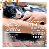 「✿11/4㈪ 譲渡会(所沢市)参加保護猫情報！⑤✿ 雑種猫/MIX猫/保護猫/狭山湖動物霊園」