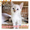 「✿11/4㈪ 譲渡会(所沢市)参加保護猫情報！⑥ 雑種猫/MIX猫/保護猫/狭山湖動物霊園」