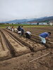 みんなで協力しました「たまねぎの定植 - 一貫洞 障がい者就労継続支援B型事業所」