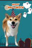 「Dog salon mofu mofu　余市町」
