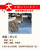 「迷い犬を探しています【西条市橘付近】」