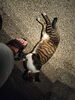「動物よせのスキル」