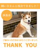 「【無事再会！】西条市旦之上甲で迷子の犬「チョコ」ちゃん、飼い主さんと再会できました！」