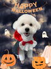 「Dog salon mofu mofu　余市町」