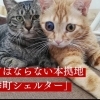 【次世代に引き継がれる本拠地】保護動物に安心安全な棲家を購入したい！　クラウドファンディングを開始！