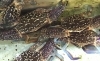「魚魚市場鮮魚コーナーおすすめは「ワタリガニ」です♪」