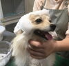 ぷりんちゃん　ラテスパエステでした。「トリミング」