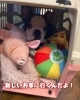 「バルーンです！」