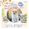 「✿11/4㈪ 狭山湖動物霊園 譲渡会(所沢市)参加犬猫情報！⑭ ポメラニアン / トイプードル」