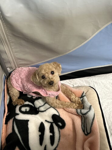 カワイイ💕ポコちゃん⭐️初めてのお泊まり‼️「ホテル🏨満室😊😊」