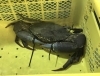 「魚魚市場鮮魚コーナーおすすめは「マングローブガニ」です🎶」
