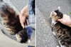 喉ごろごろタイム「(ΦωΦ) ねこで癒される２ (=^・^=)　★英会話と体操のコラボ教室（堀切、お花茶屋、綾瀬、亀有、小菅）」