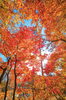 紅葉が綺麗です🍁「寒い時期に備えていきましょー🍄」