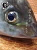 「シマアジ入荷致しました
【浜町の海鮮居酒屋 上なり】」