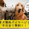 寝たきりの老犬さんは平日無料！！！