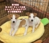 「次回のオフ会の日程が決まりました！🐶WAN！チャンス オフ会 3rd🐶」