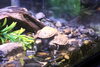 「カメなど爬虫類や両生類もたくさんのかすみがうら市水族館で生き物と触れ合おう🐸 【遊んで学べる霞ヶ浦湖畔の体験スポット🐟】」