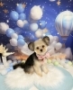 「プリマでのワンちゃん達の様子🐶💕」