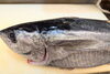 「丹後から、京サワラ、あじ、キハダマグロなど、只今到着しました✨」